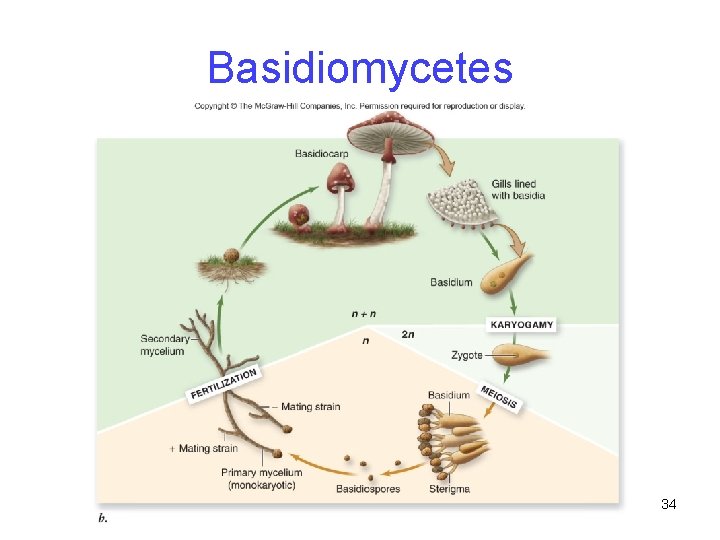 Basidiomycetes 34 