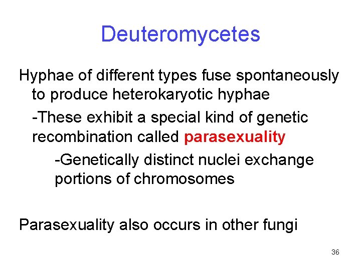 Deuteromycetes Hyphae of different types fuse spontaneously to produce heterokaryotic hyphae -These exhibit a