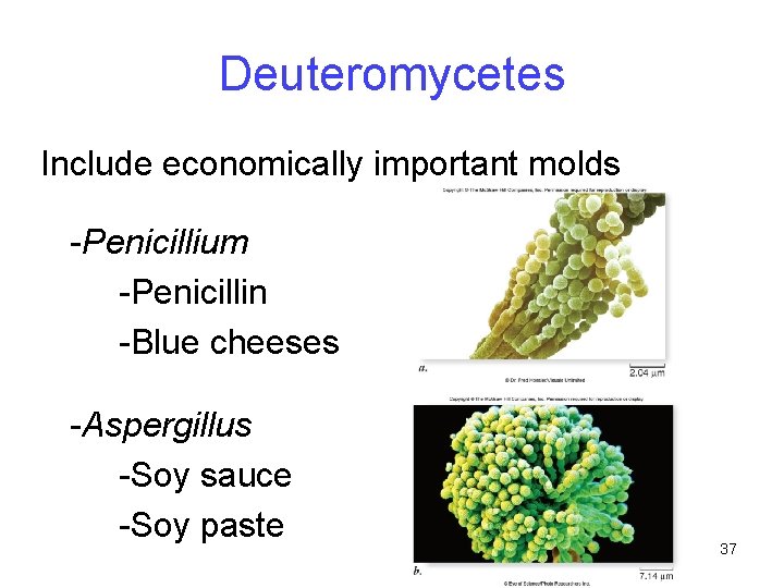 Deuteromycetes Include economically important molds -Penicillium -Penicillin -Blue cheeses -Aspergillus -Soy sauce -Soy paste