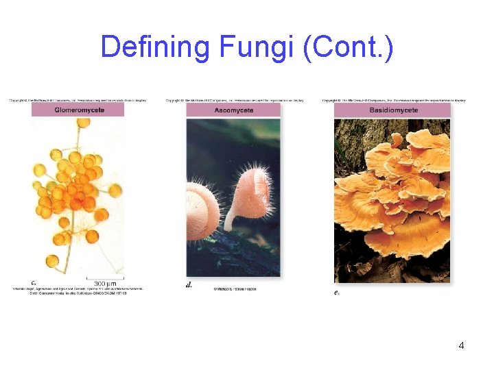 Defining Fungi (Cont. ) 4 