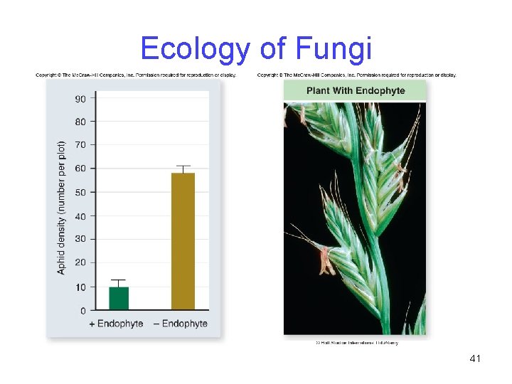 Ecology of Fungi 41 