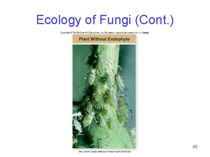 Ecology of Fungi (Cont. ) 42 