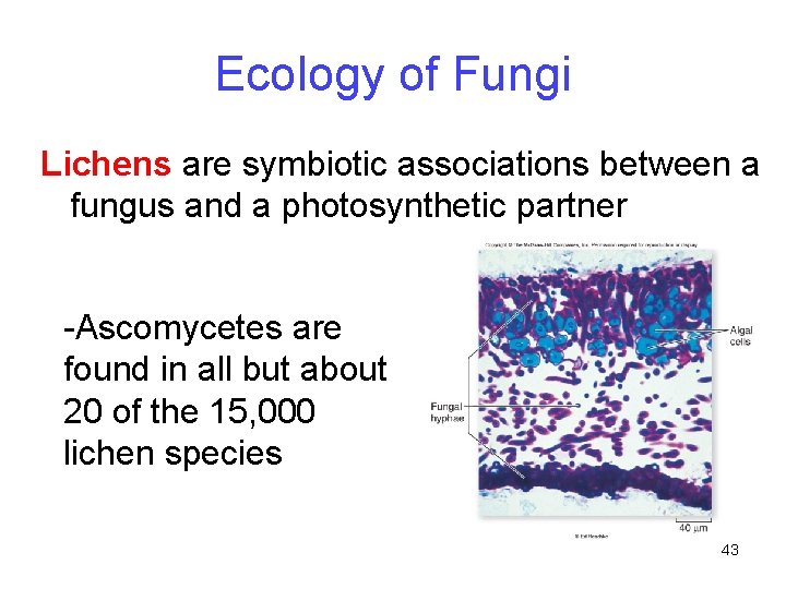 Ecology of Fungi Lichens are symbiotic associations between a fungus and a photosynthetic partner