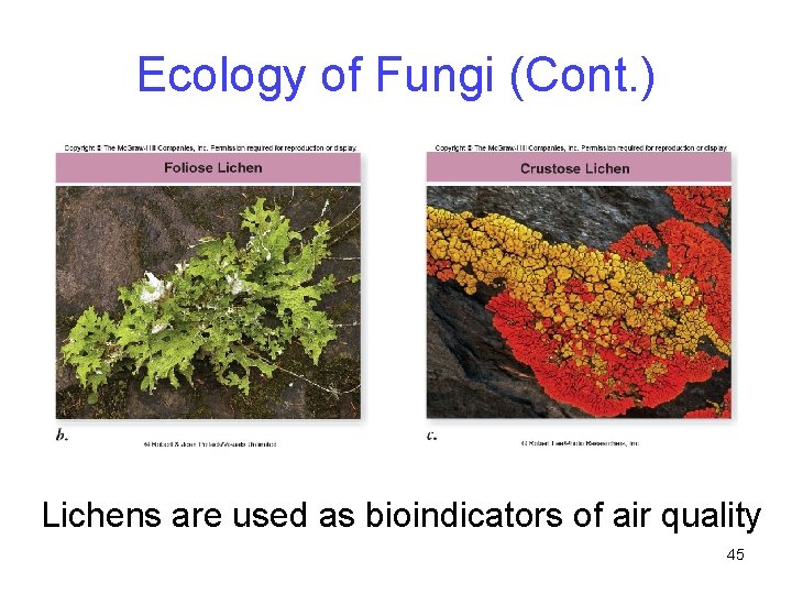 Ecology of Fungi (Cont. ) Lichens are used as bioindicators of air quality 45