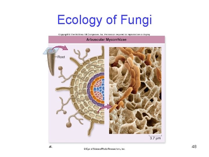 Ecology of Fungi 48 