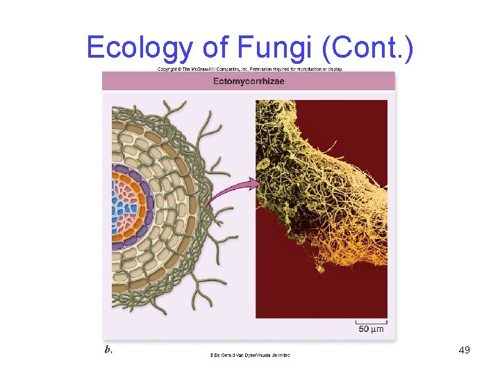 Ecology of Fungi (Cont. ) 49 