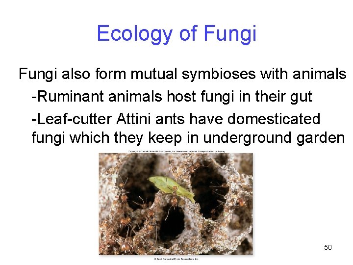 Ecology of Fungi also form mutual symbioses with animals -Ruminant animals host fungi in