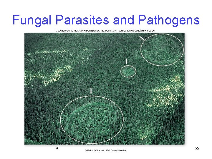 Fungal Parasites and Pathogens 52 