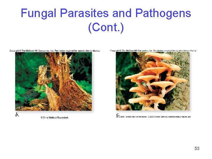 Fungal Parasites and Pathogens (Cont. ) 53 