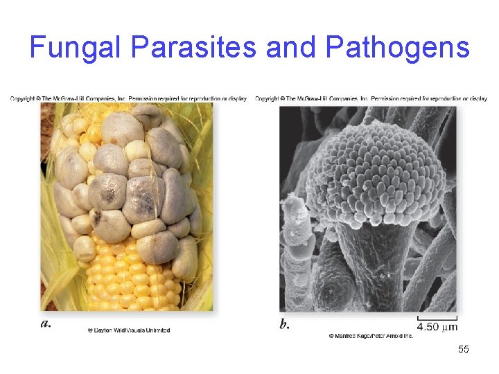 Fungal Parasites and Pathogens 55 