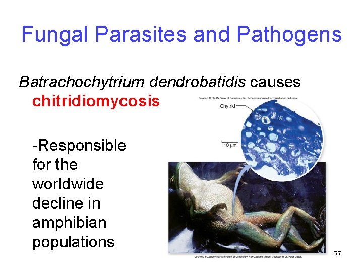 Fungal Parasites and Pathogens Batrachochytrium dendrobatidis causes chitridiomycosis -Responsible for the worldwide decline in