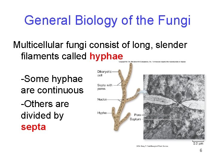 General Biology of the Fungi Multicellular fungi consist of long, slender filaments called hyphae