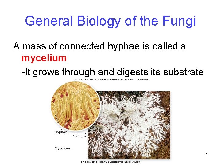 General Biology of the Fungi A mass of connected hyphae is called a mycelium