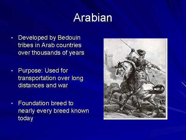 Arabian • Developed by Bedouin tribes in Arab countries over thousands of years •