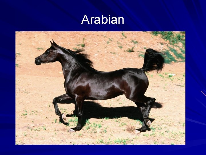 Arabian 