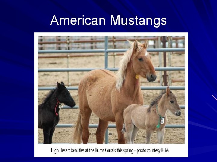 American Mustangs 