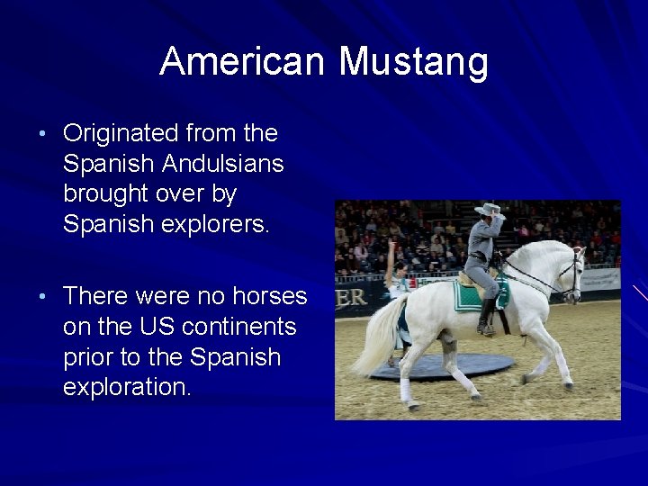American Mustang • Originated from the Spanish Andulsians brought over by Spanish explorers. •