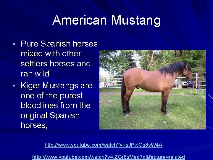 American Mustang • Pure Spanish horses mixed with other settlers horses and ran wild