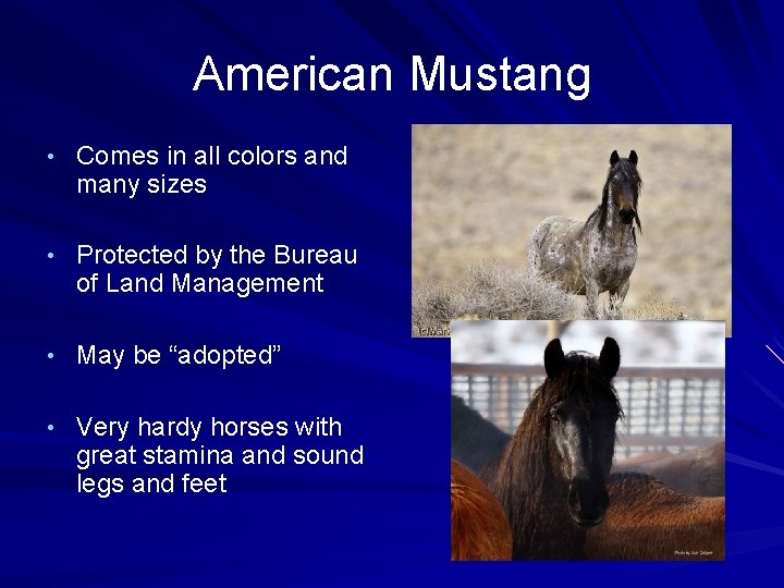 American Mustang • Comes in all colors and many sizes • Protected by the