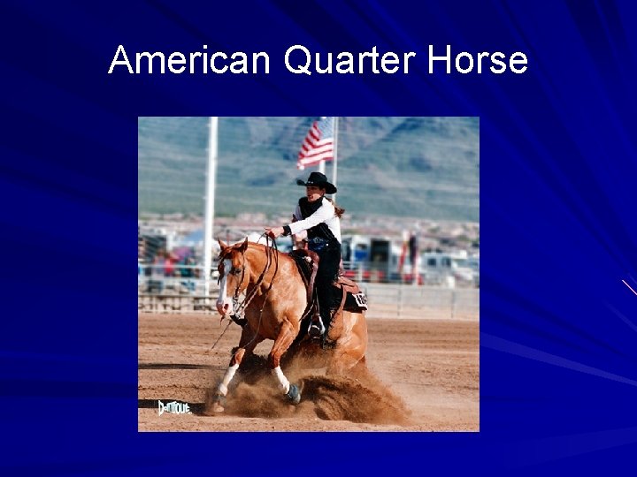American Quarter Horse 