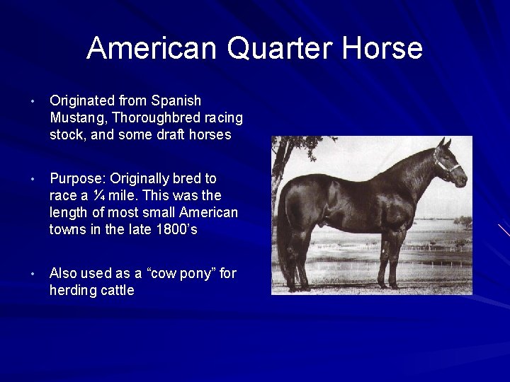 American Quarter Horse • Originated from Spanish Mustang, Thoroughbred racing stock, and some draft