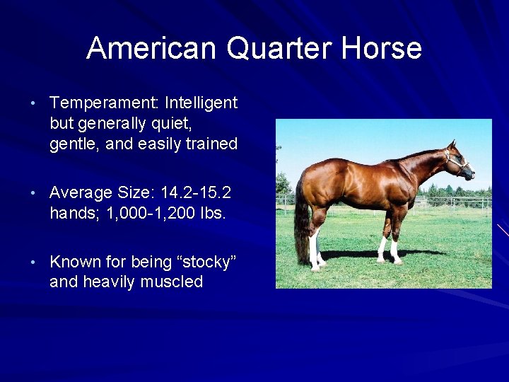 American Quarter Horse • Temperament: Intelligent but generally quiet, gentle, and easily trained •