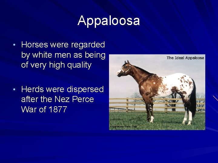 Appaloosa • Horses were regarded by white men as being of very high quality