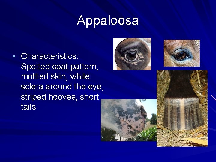 Appaloosa • Characteristics: Spotted coat pattern, mottled skin, white sclera around the eye, striped