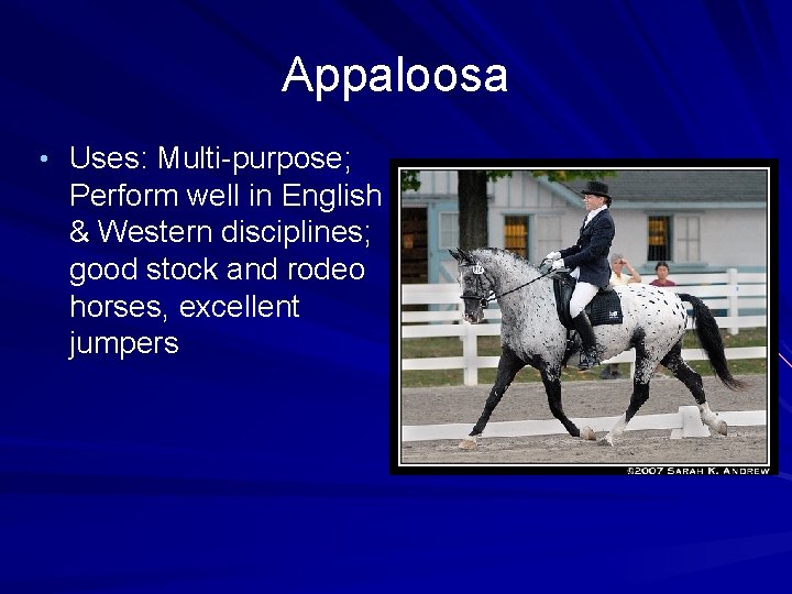 Appaloosa • Uses: Multi-purpose; Perform well in English & Western disciplines; good stock and