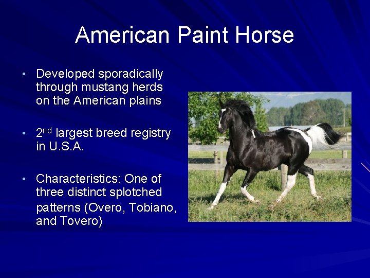American Paint Horse • Developed sporadically through mustang herds on the American plains •