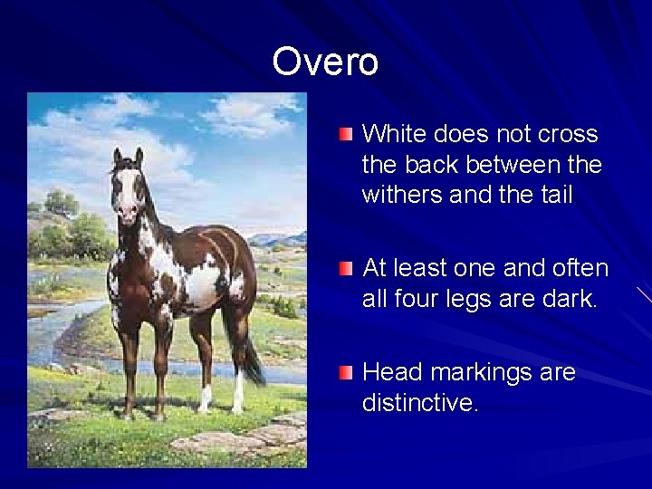 Overo White does not cross the back between the withers and the tail At