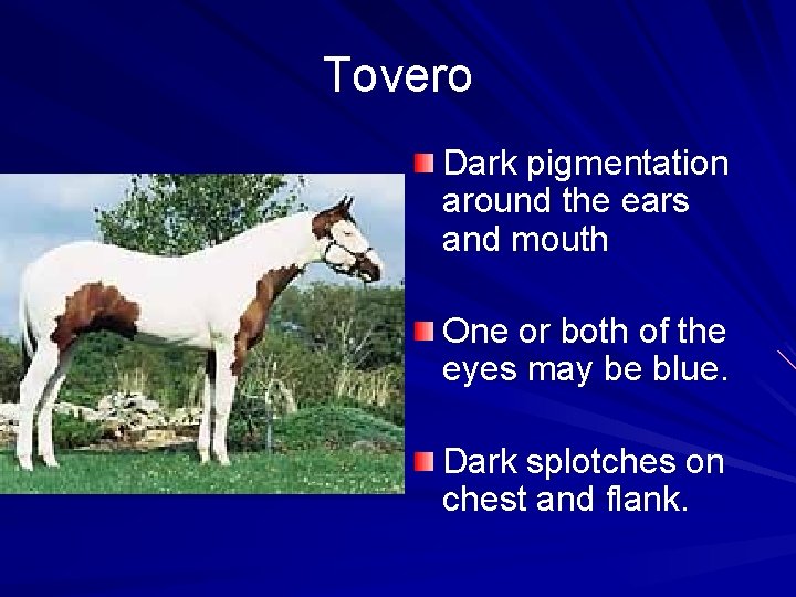 Tovero Dark pigmentation around the ears and mouth One or both of the eyes