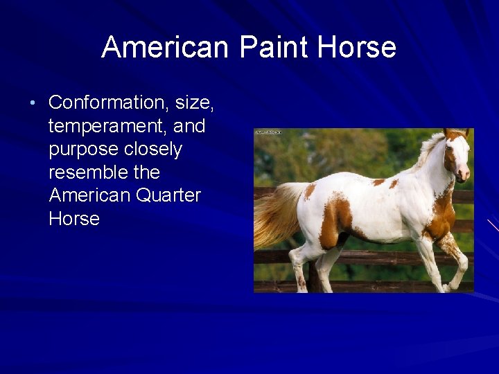 American Paint Horse • Conformation, size, temperament, and purpose closely resemble the American Quarter
