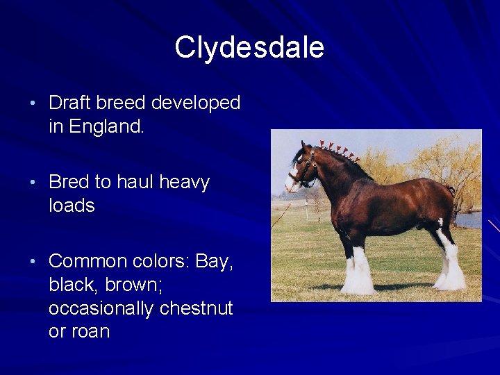 Clydesdale • Draft breed developed in England. • Bred to haul heavy loads •