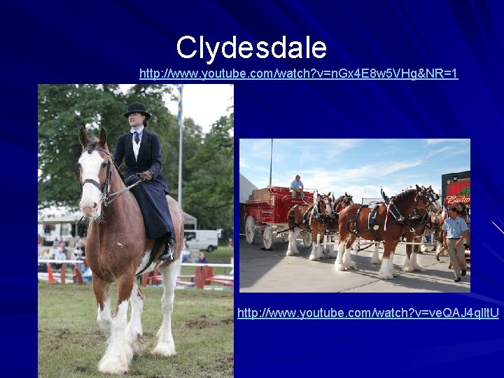 Clydesdale http: //www. youtube. com/watch? v=n. Gx 4 E 8 w 5 VHg&NR=1 http: