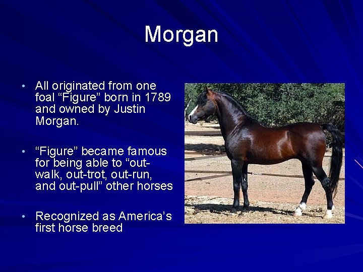 Morgan • All originated from one foal “Figure” born in 1789 and owned by