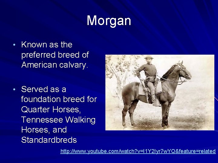 Morgan • Known as the preferred breed of American calvary. • Served as a