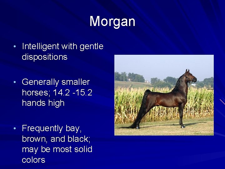 Morgan • Intelligent with gentle dispositions • Generally smaller horses; 14. 2 -15. 2