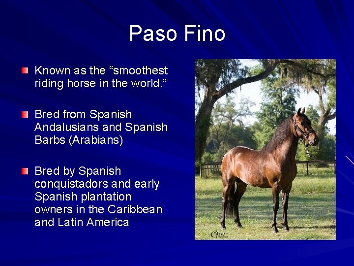 Paso Fino Known as the “smoothest riding horse in the world. ” Bred from