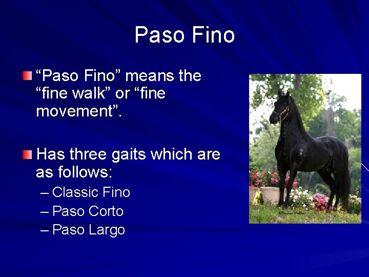 Paso Fino “Paso Fino” means the “fine walk” or “fine movement”. Has three gaits