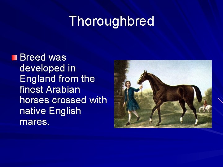 Thoroughbred Breed was developed in England from the finest Arabian horses crossed with native