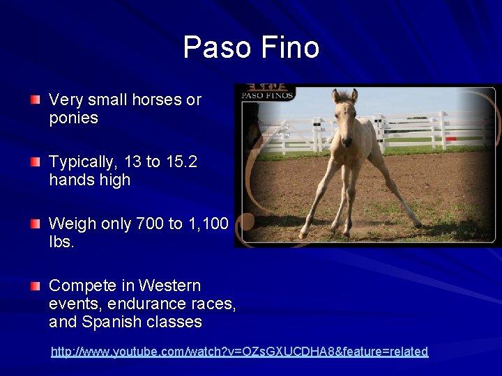 Paso Fino Very small horses or ponies Typically, 13 to 15. 2 hands high