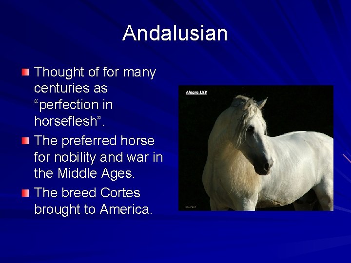 Andalusian Thought of for many centuries as “perfection in horseflesh”. The preferred horse for
