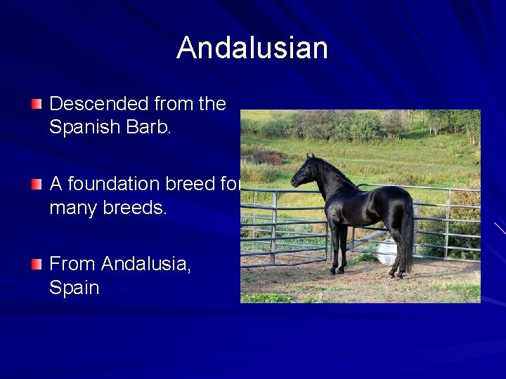 Andalusian Descended from the Spanish Barb. A foundation breed for many breeds. From Andalusia,