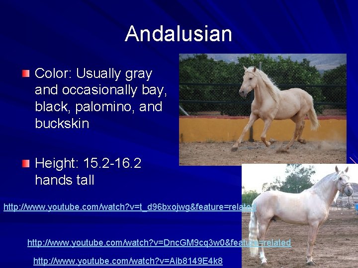 Andalusian Color: Usually gray and occasionally bay, black, palomino, and buckskin Height: 15. 2