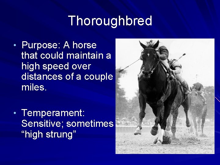 Thoroughbred • Purpose: A horse that could maintain a high speed over distances of