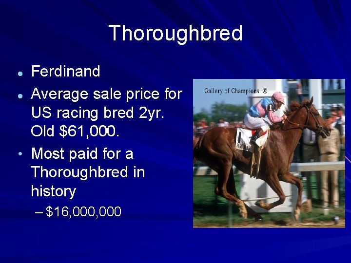 Thoroughbred Ferdinand Average sale price for US racing bred 2 yr. Old $61, 000.