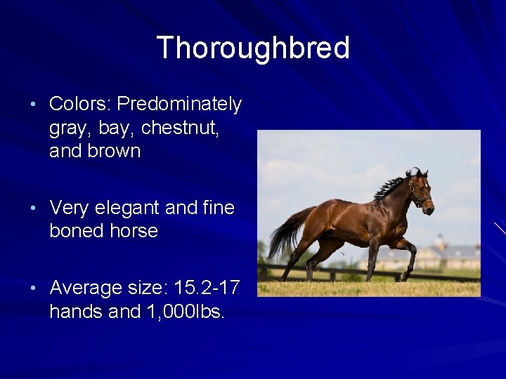 Thoroughbred • Colors: Predominately gray, bay, chestnut, and brown • Very elegant and fine