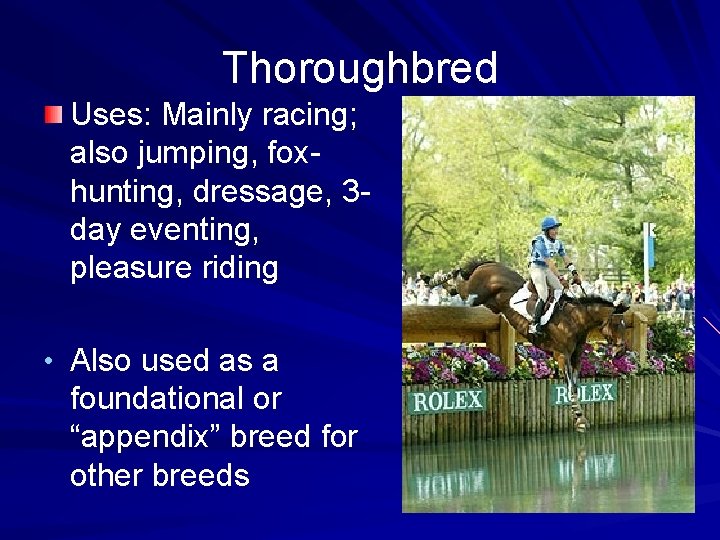 Thoroughbred Uses: Mainly racing; also jumping, foxhunting, dressage, 3 day eventing, pleasure riding •