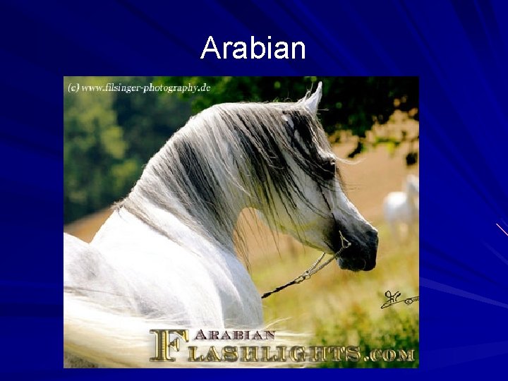 Arabian http: //hughesarabians. com/straight/index. html 